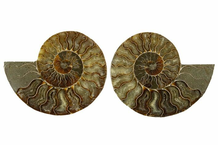 Cut & Polished,Agate-Replaced Ammonite Fossil - Madagascar #336826